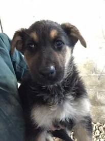 tibetan mastiff for sale gumtree